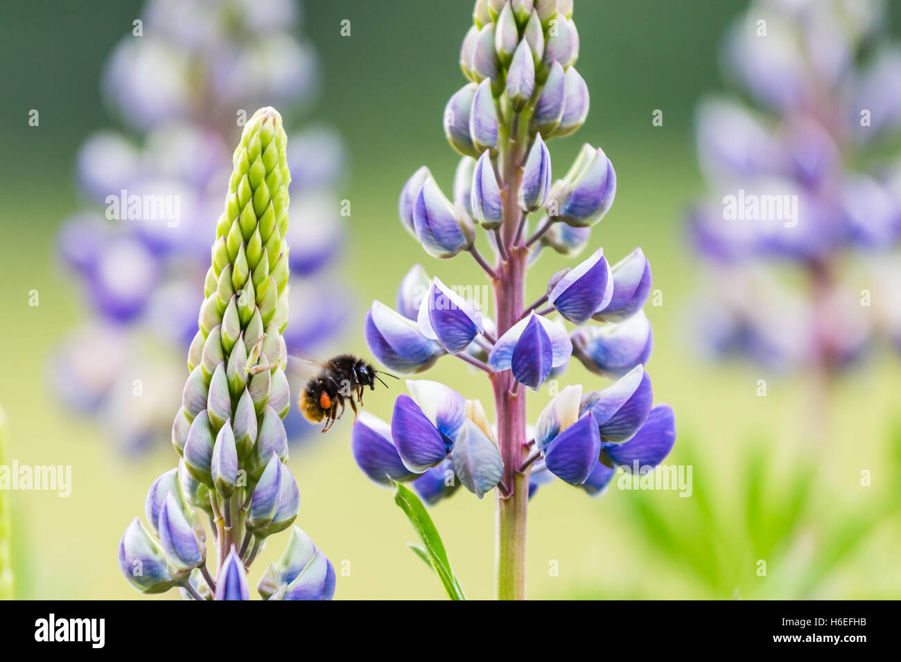 A bumblebee flies towards a lupine. Stock Photo