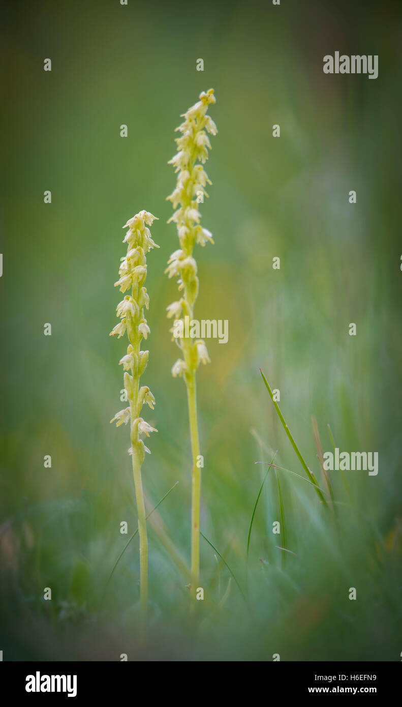 Musk Orchid at Noar Hill in Hampshire Stock Photo