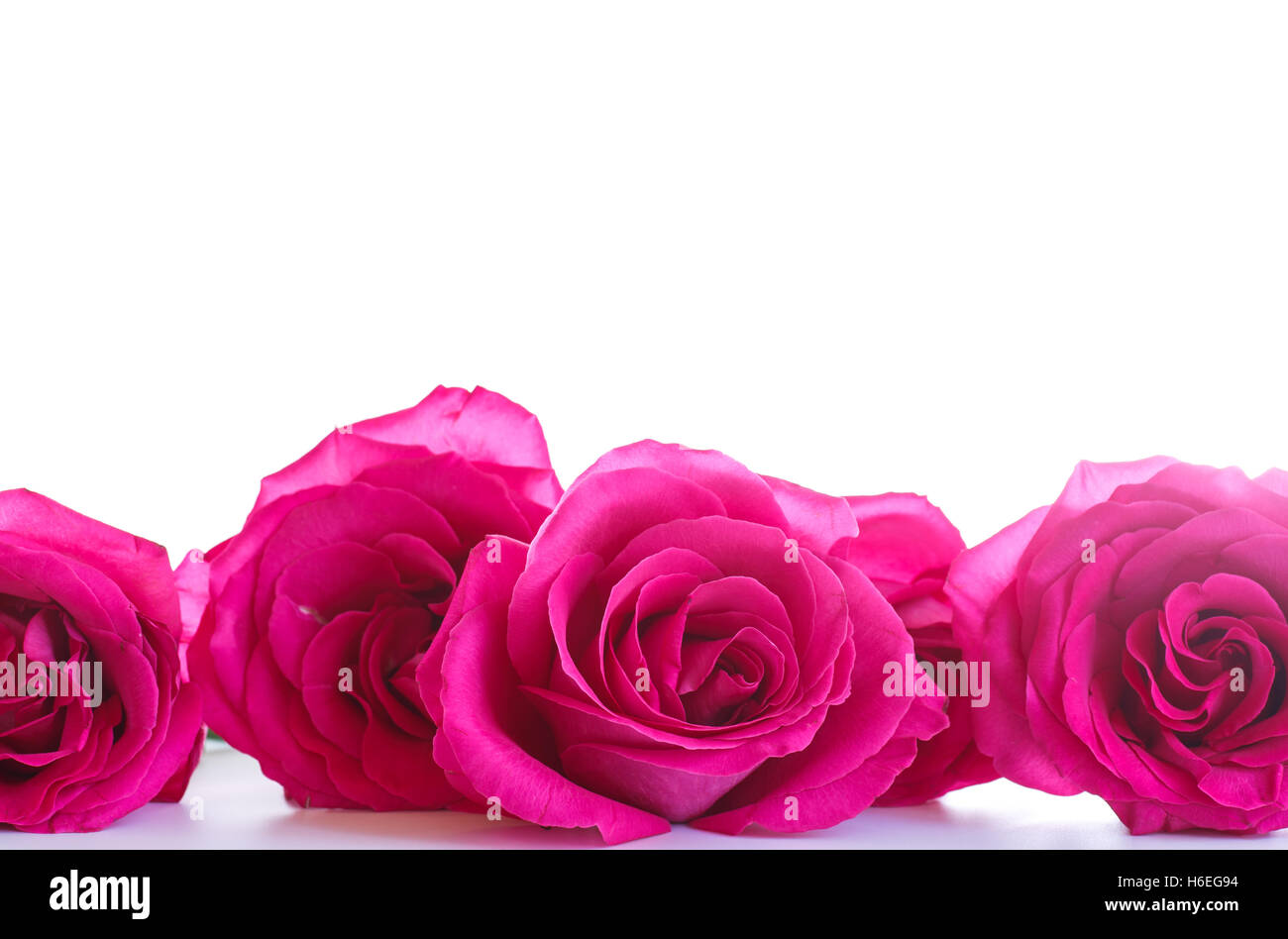 beautiful bright pink roses Stock Photo - Alamy