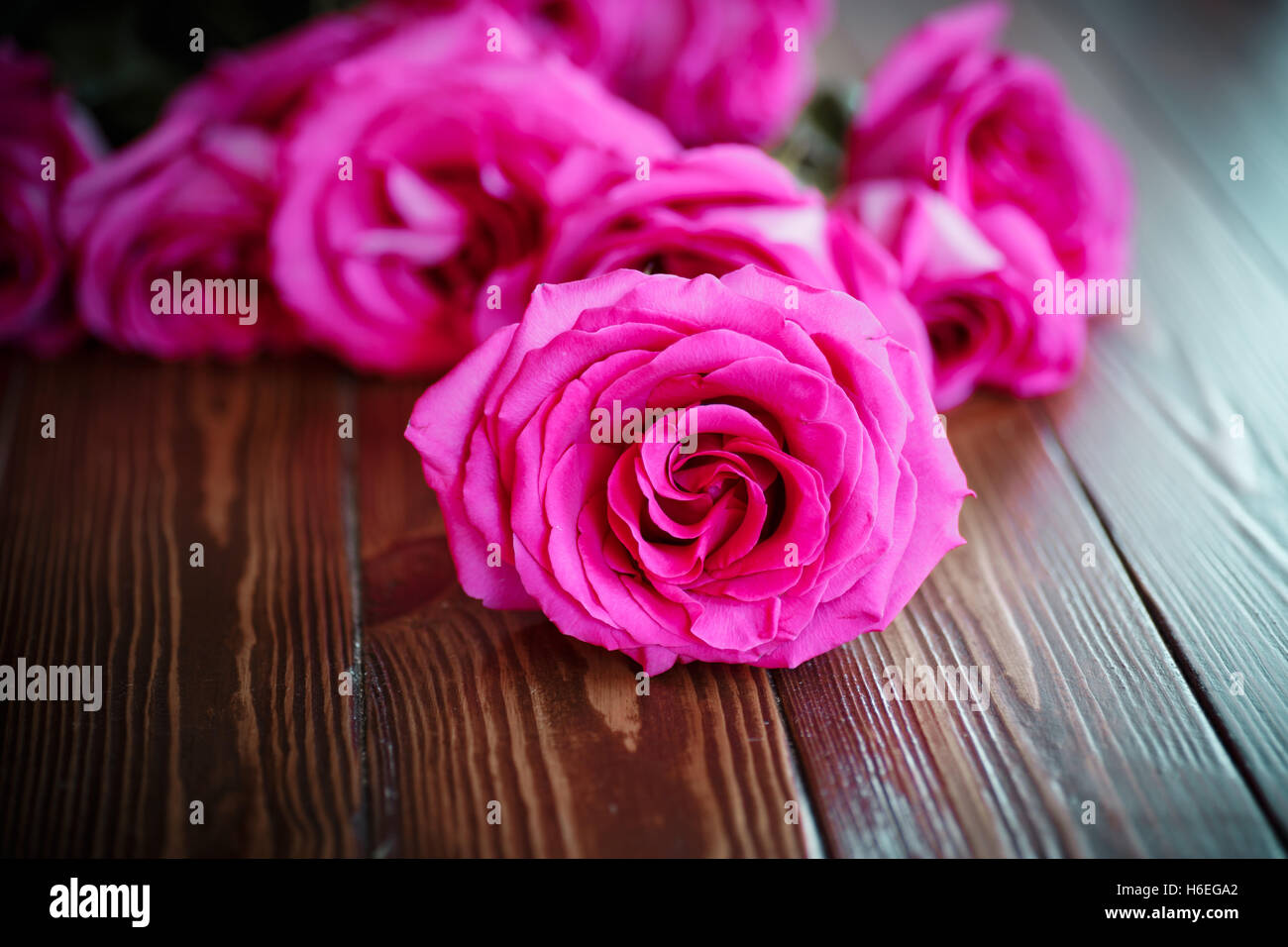 beautiful bright pink roses Stock Photo - Alamy