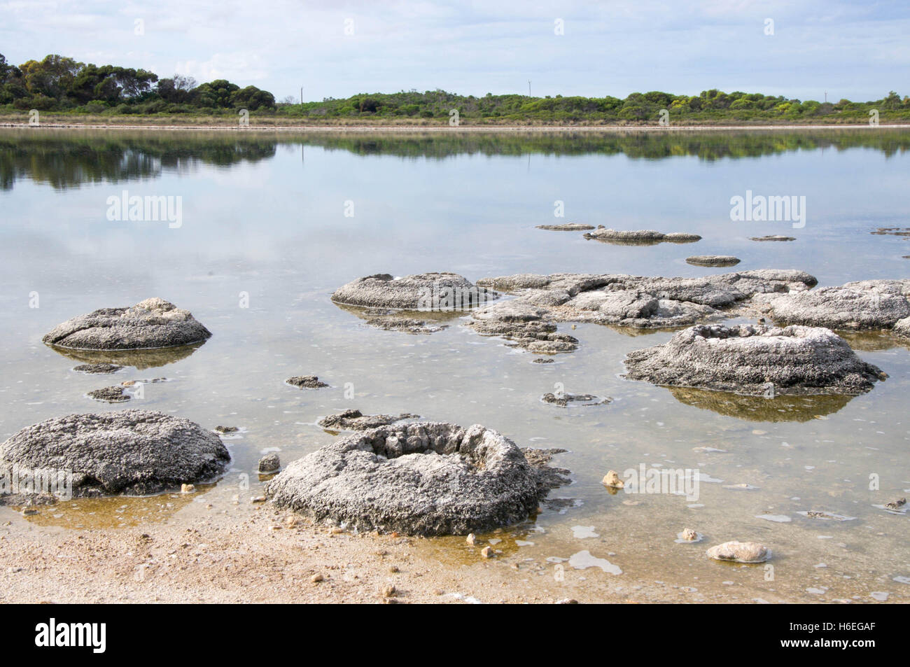 cluster-of-stromatolites-in-the-lake-thetis-landscape-with-native-flora