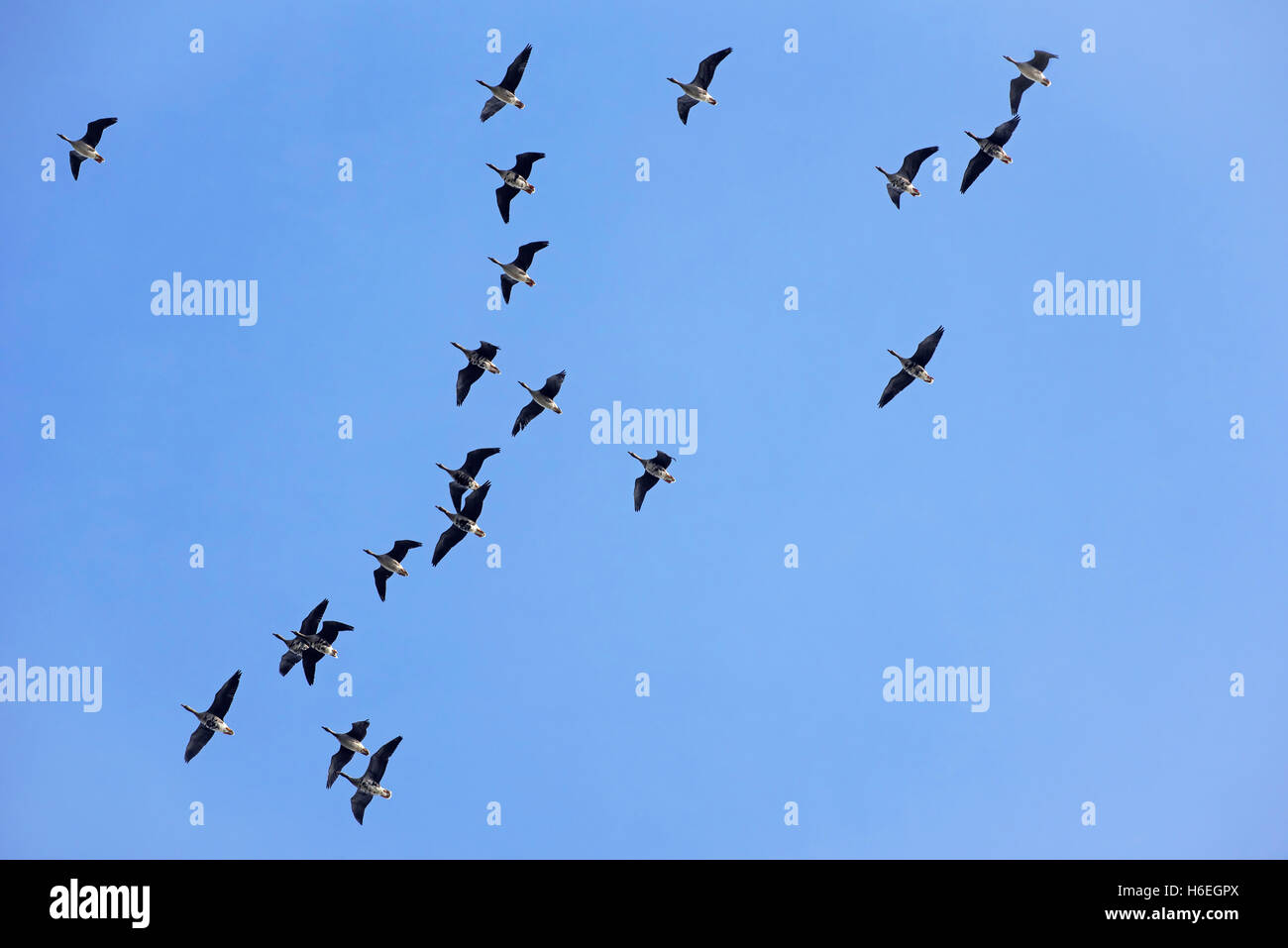 Flock of white-fronted geese (Anser albifrons) flying during migration in autumn Stock Photo