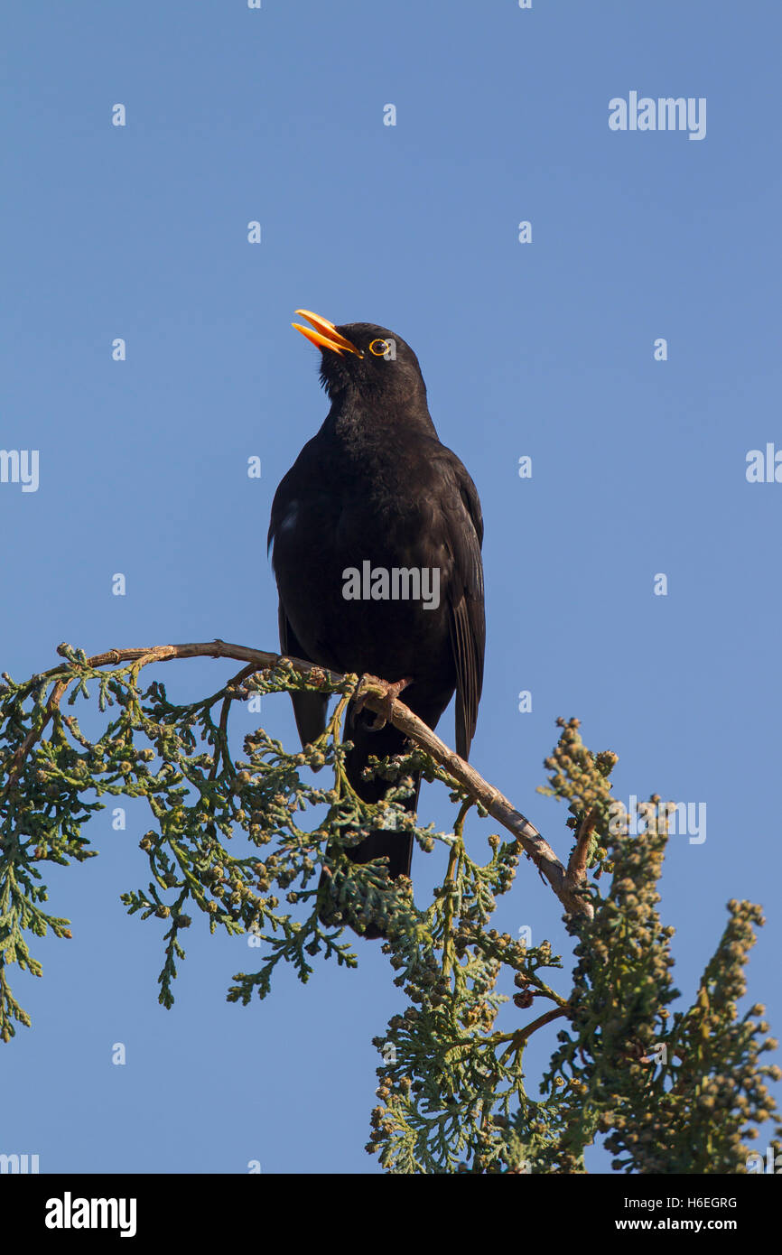 Common blackbird (Turdus merula) male singing from treetop Stock Photo