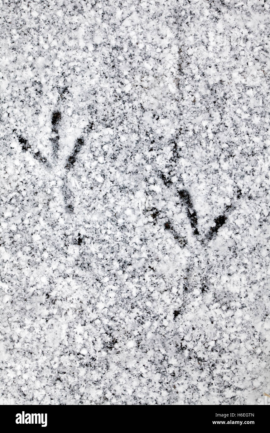 Common blackbird (Turdus merula) footprints in the snow on ice of frozen pond in winter Stock Photo