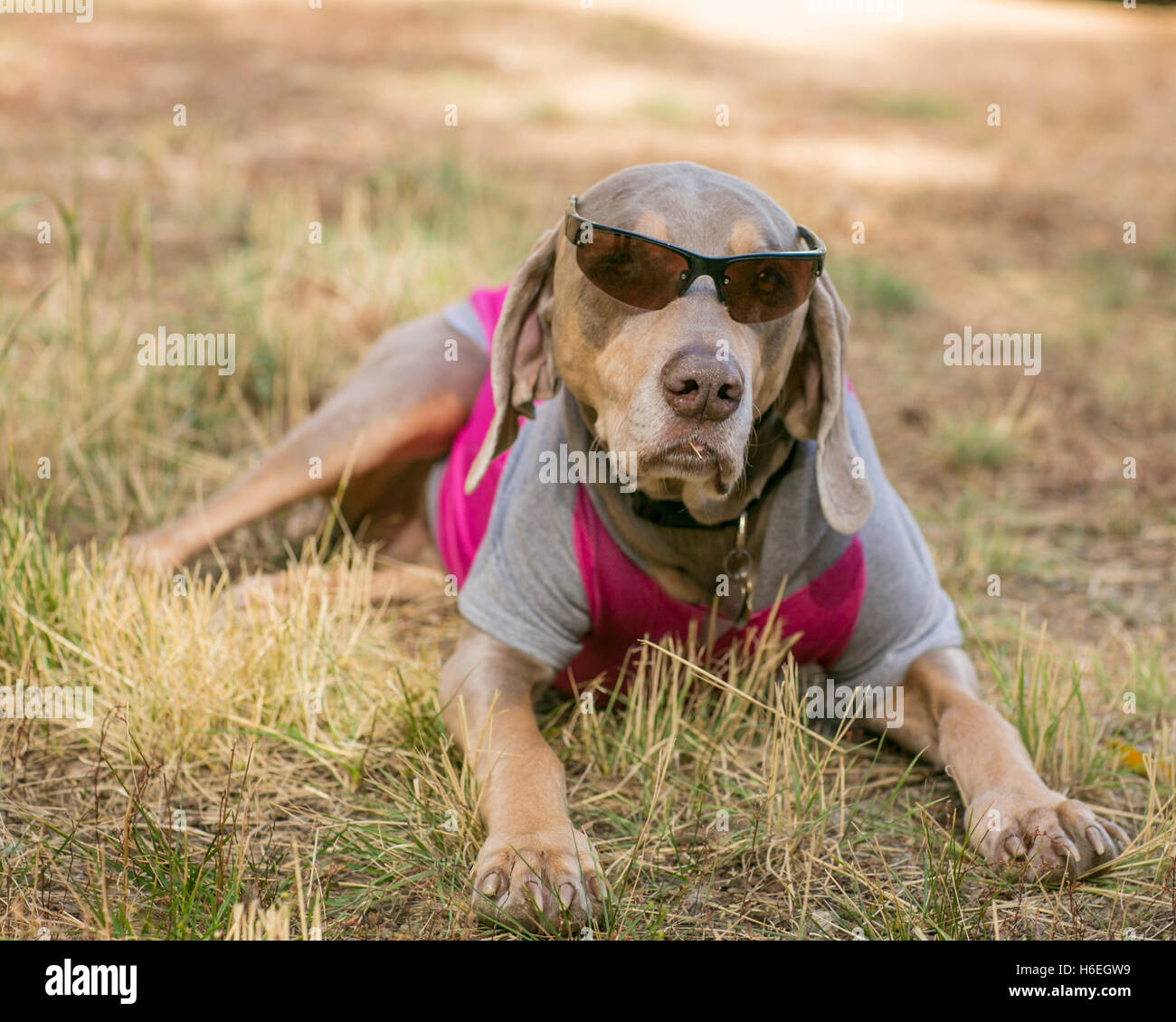 Dog Hanging Out In The Shade Stock Photo