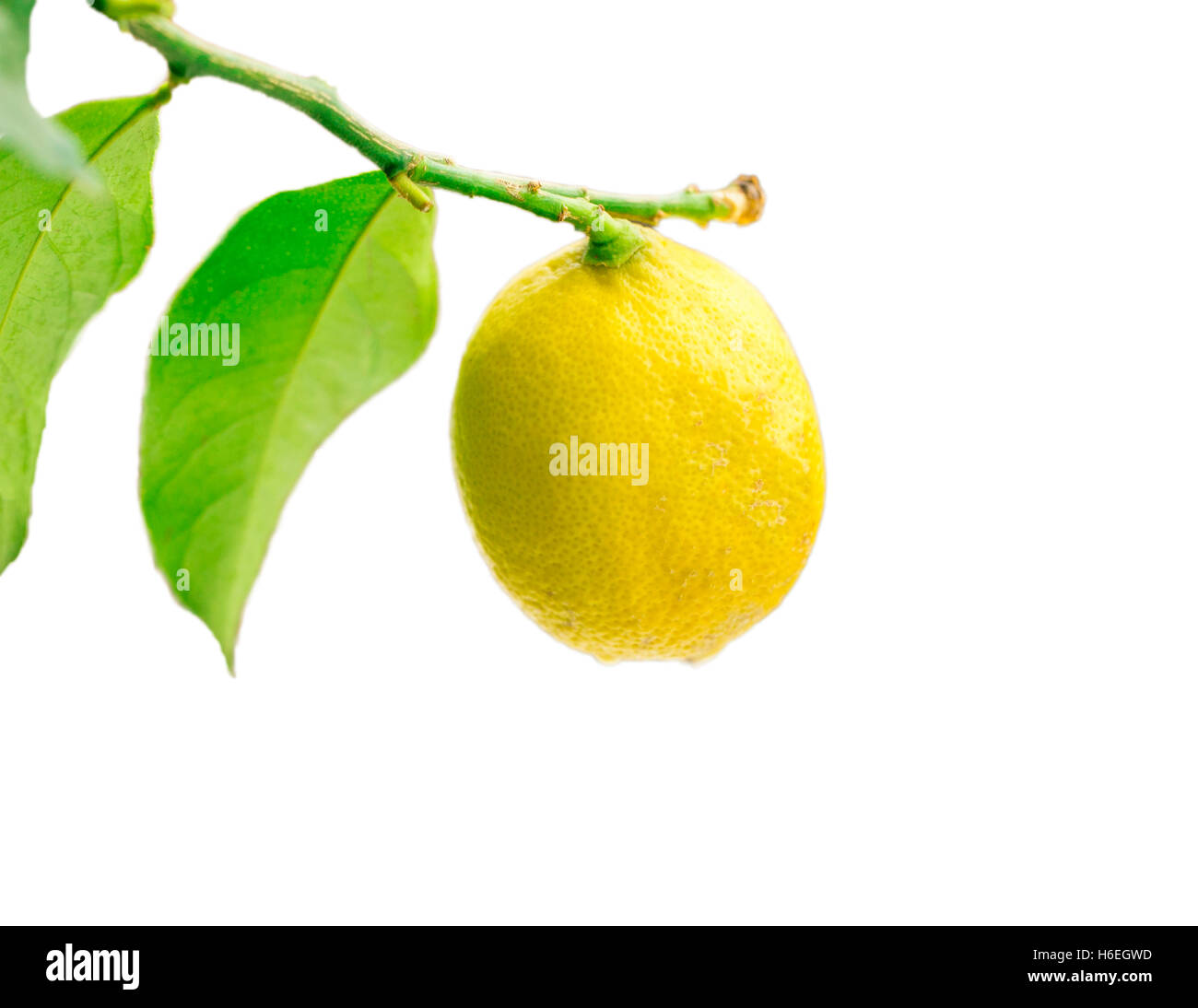 Isolated Lemon Tree Stock Photo