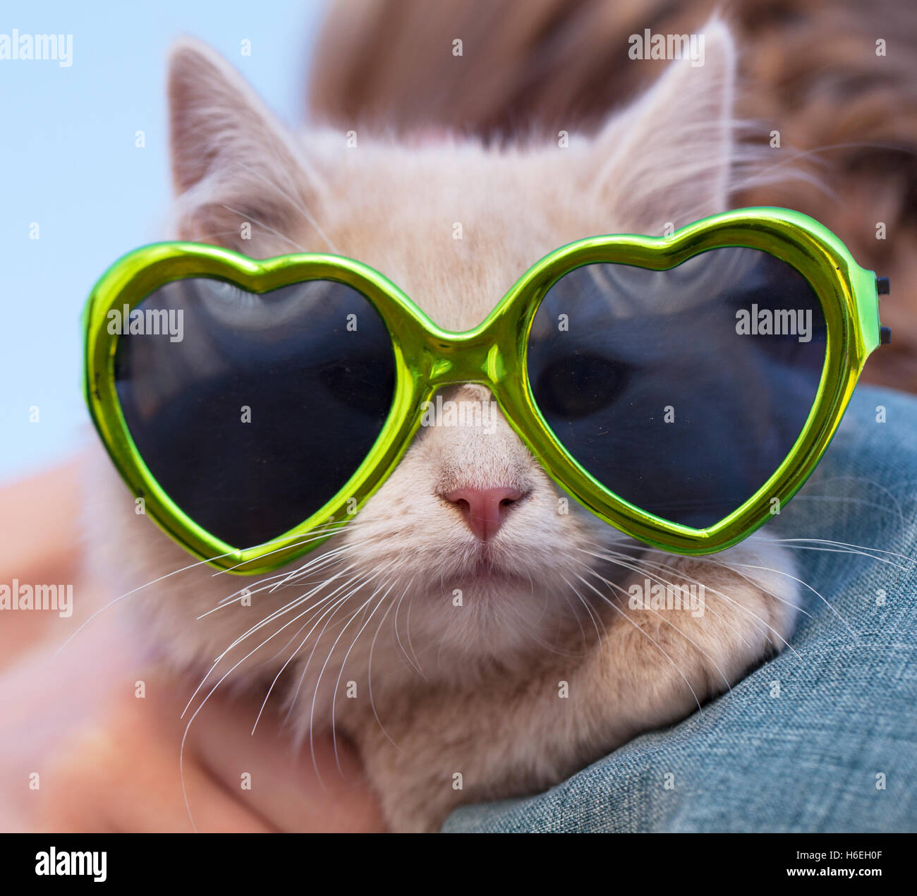 Cute Kitten With Sunglasses Stock Photo