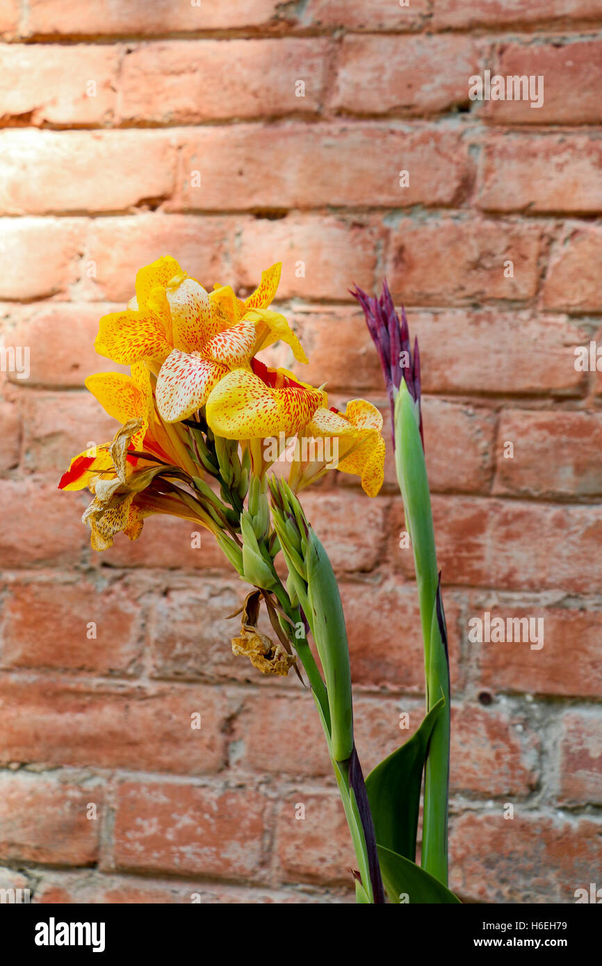 Beautiful fresh Iris flowers in nature background Stock Photo