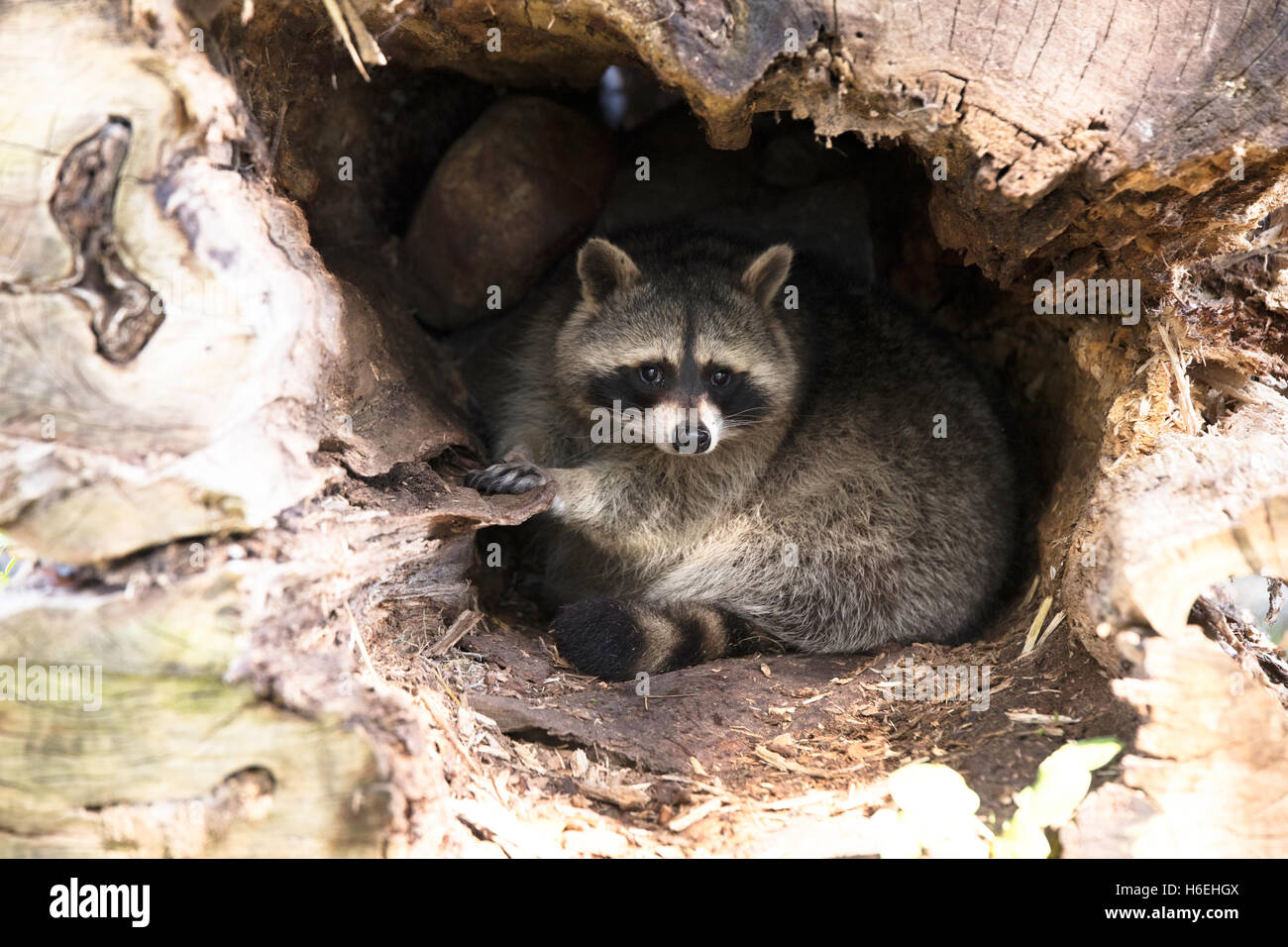 Racoon in nest, hollow tree Stock Photo