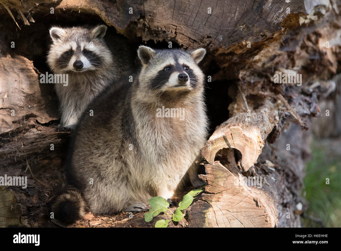 Raccoon nest hi-res stock photography and images - Alamy