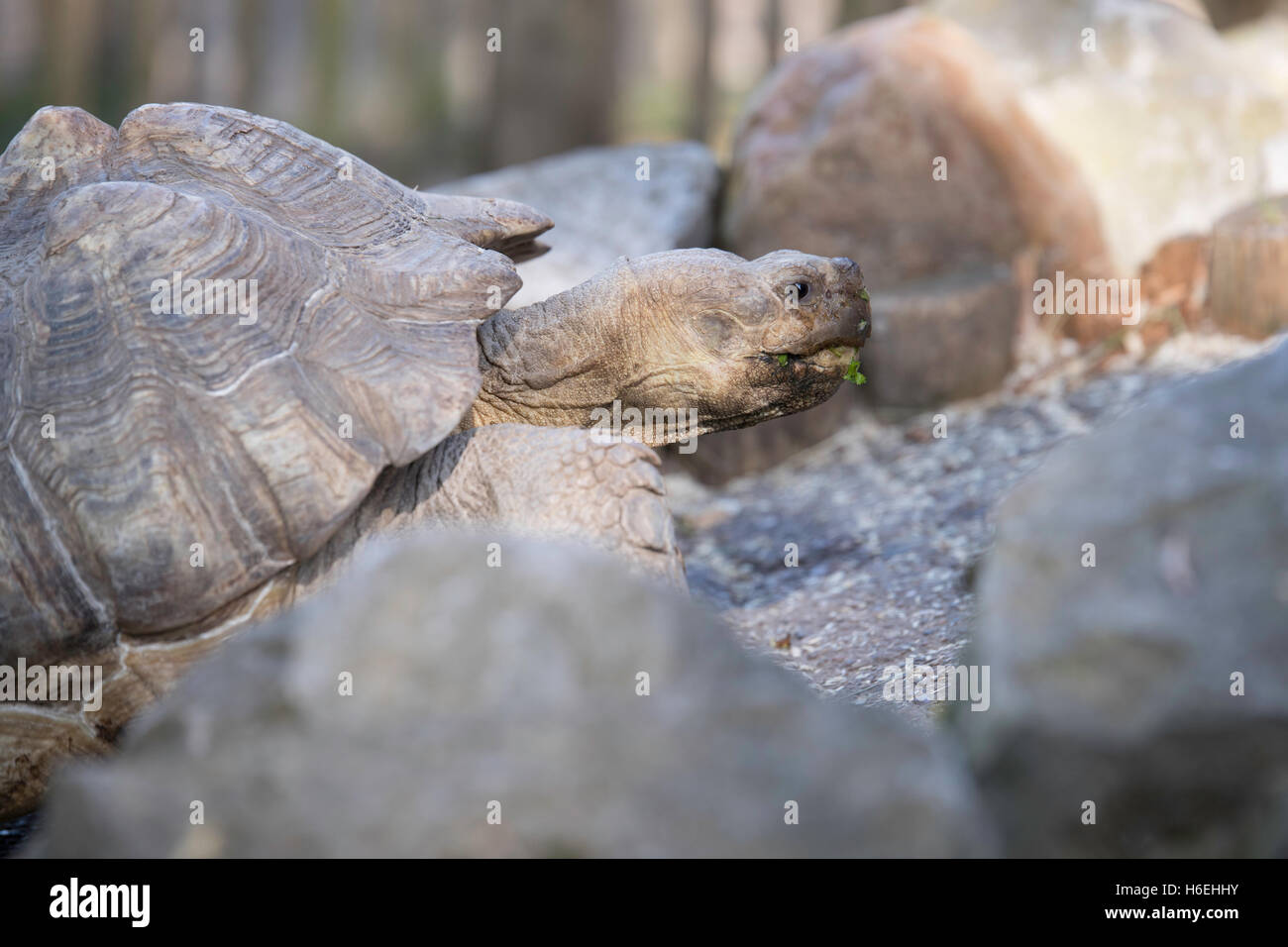 African spurred tortoise, close up head Stock Photo