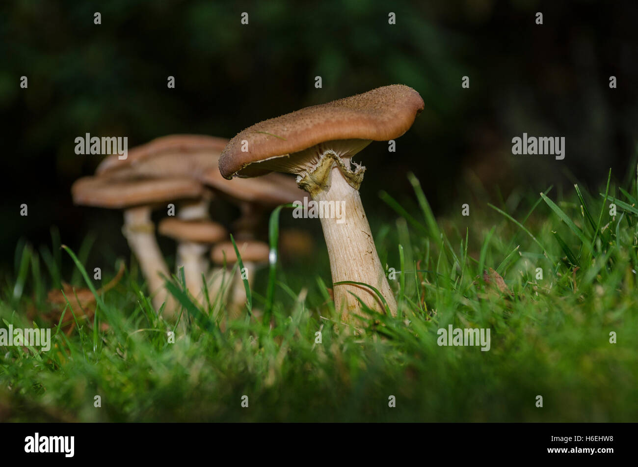 Agaricus campestris is a widely eaten gilled mushroom closely related to the cultivated button mushroom Agaricus bisporus. Stock Photo