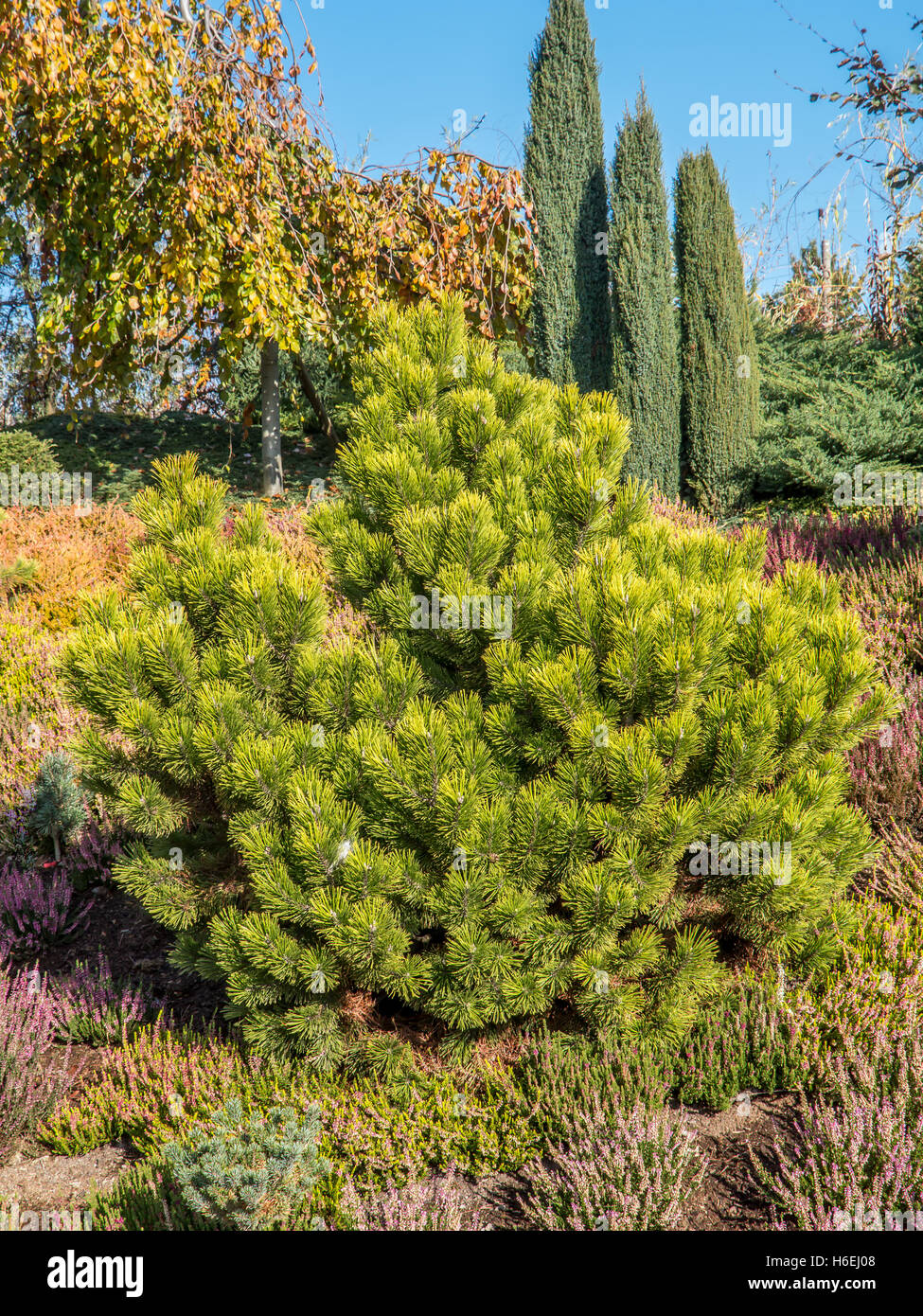 Pinus thunbergii pine tree growing in the park Stock Photo