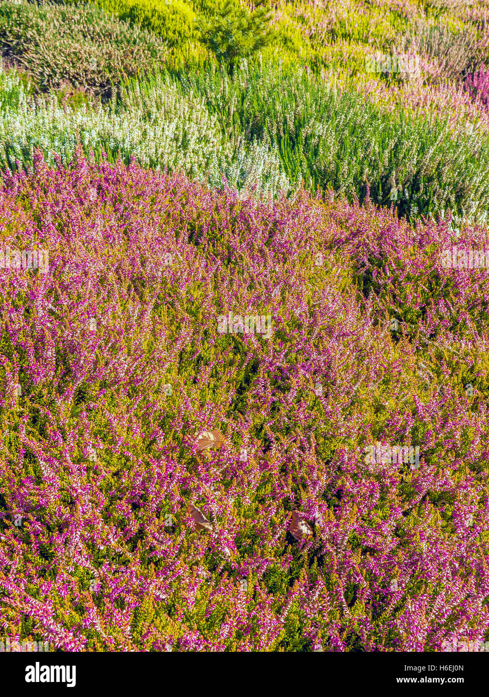 Field of colorful heather flowers Stock Photo