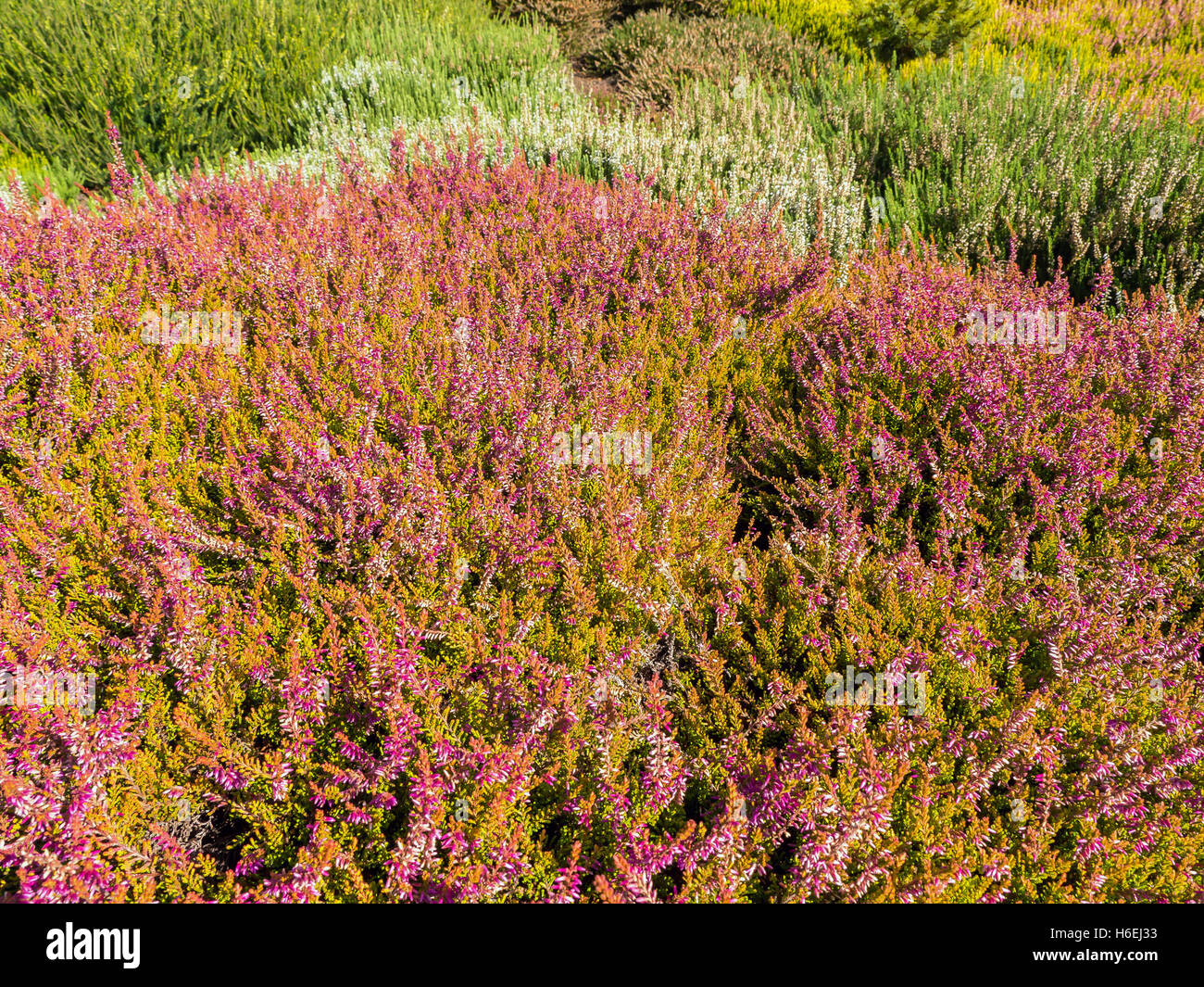 Field of colorful heather flowers Stock Photo