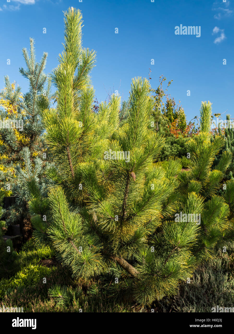 Pinus thunbergii pine tree growing in the park Stock Photo