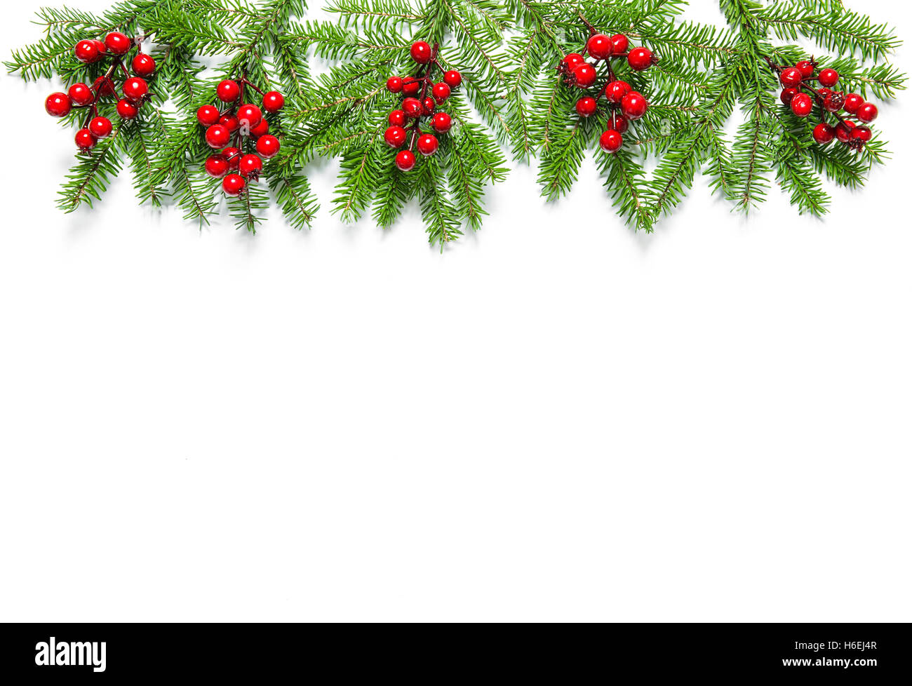 Christmas tree branches with red berries on white background. Holidays ...