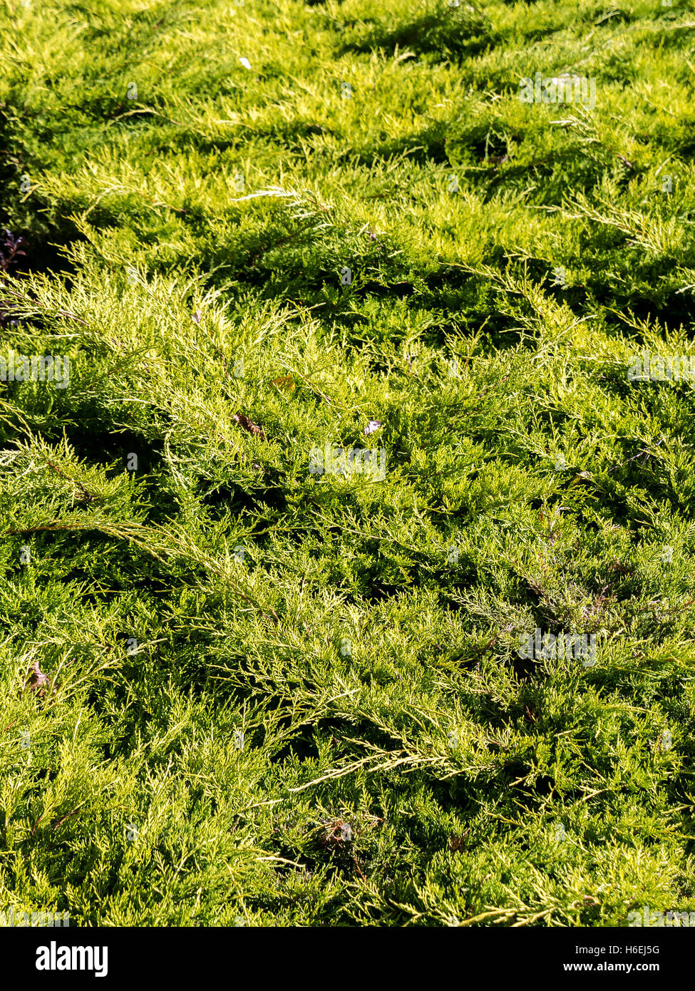Juniperus Procumben shrub shot up close Stock Photo