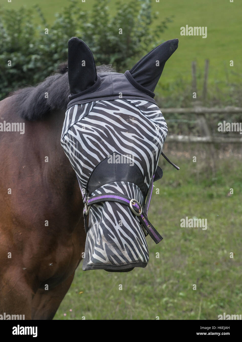 Horse wearing 'zebra' hood Stock Photo Alamy