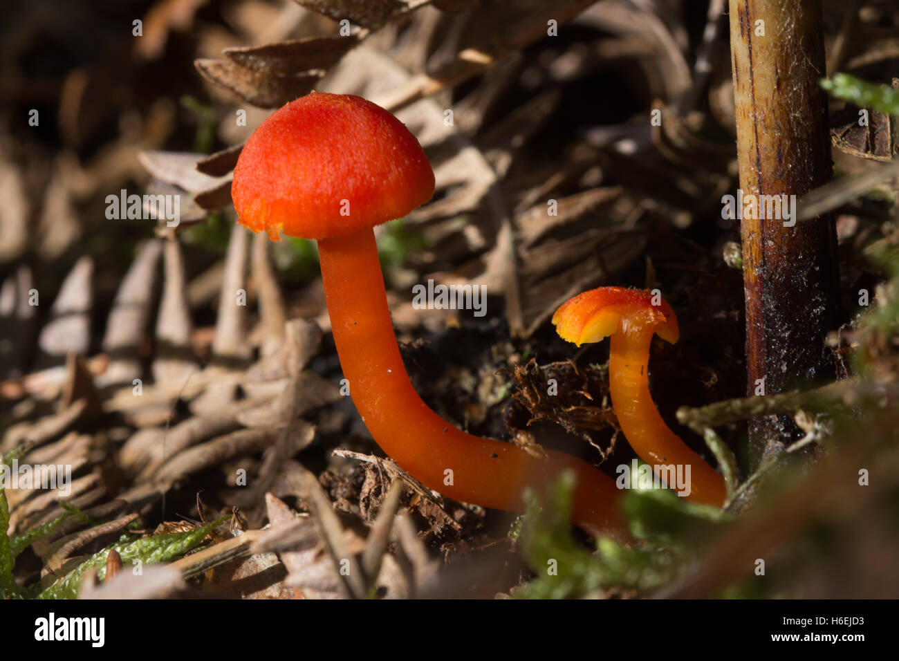 Vermillion waxcap fungi (Hygrocybe miniata) in Surrey, England Stock Photo