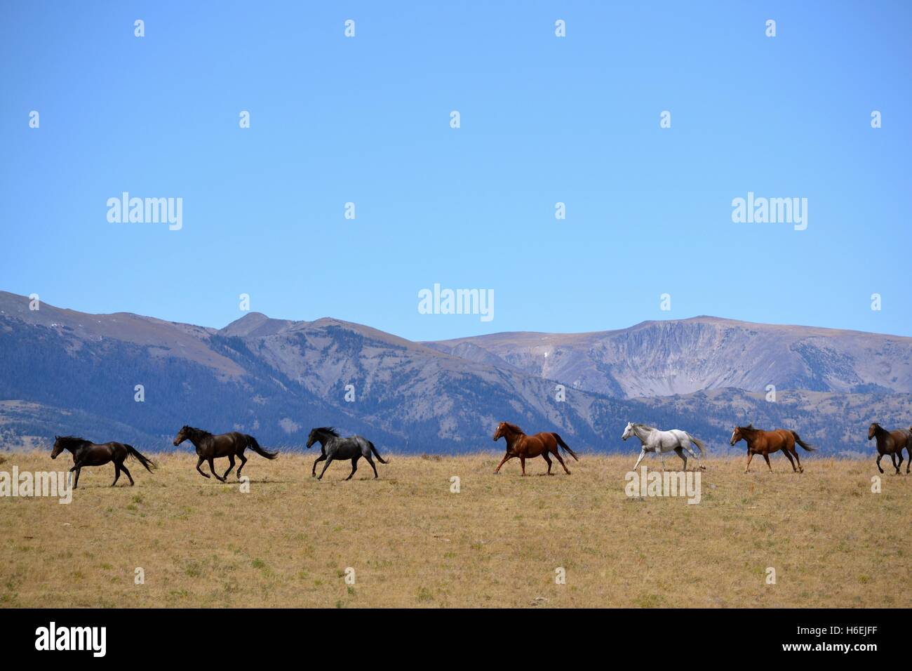 Montana mountains and horses hi-res stock photography and images - Alamy
