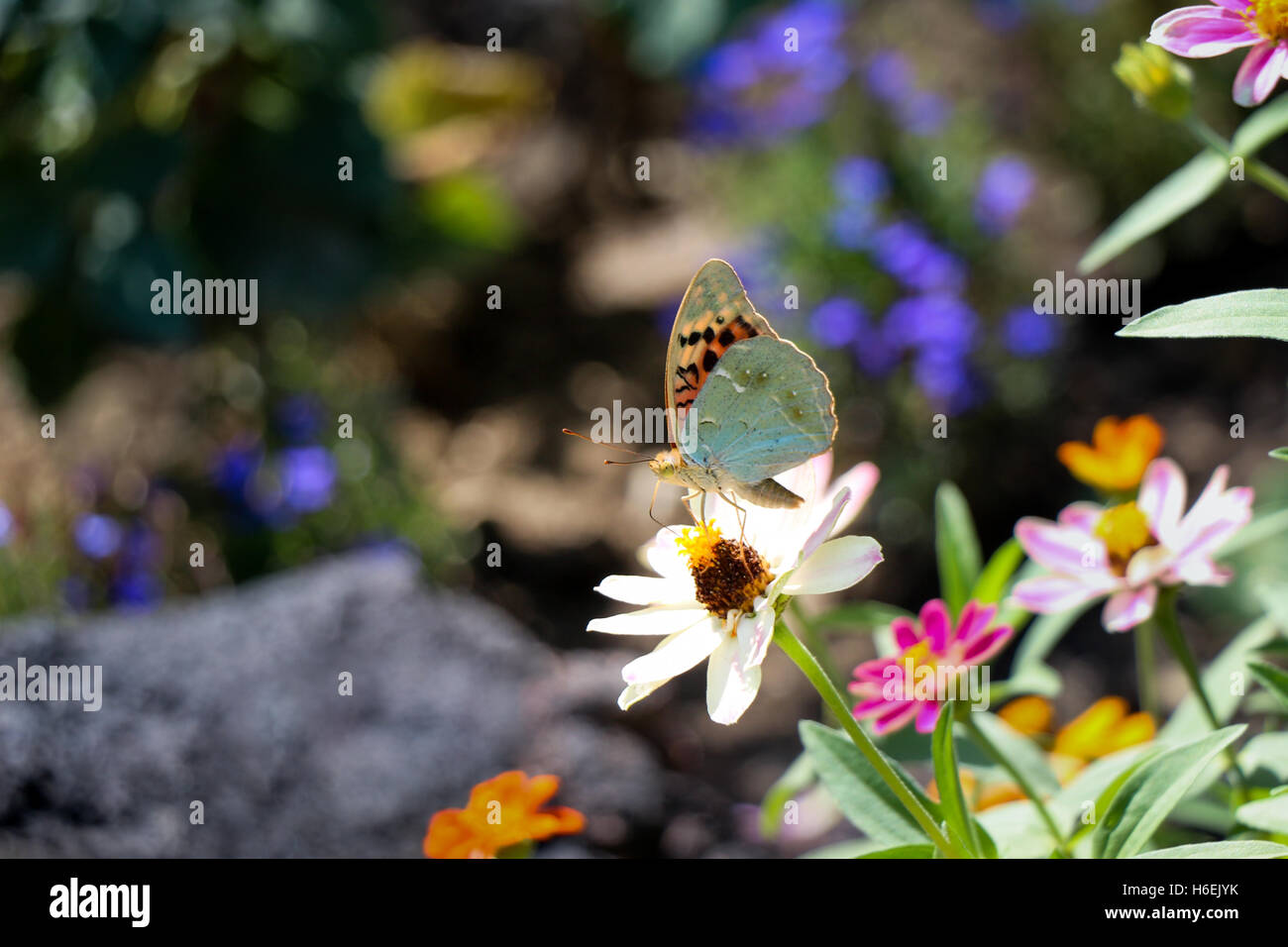 Beautiful fresh flowers in nature background Stock Photo - Alamy