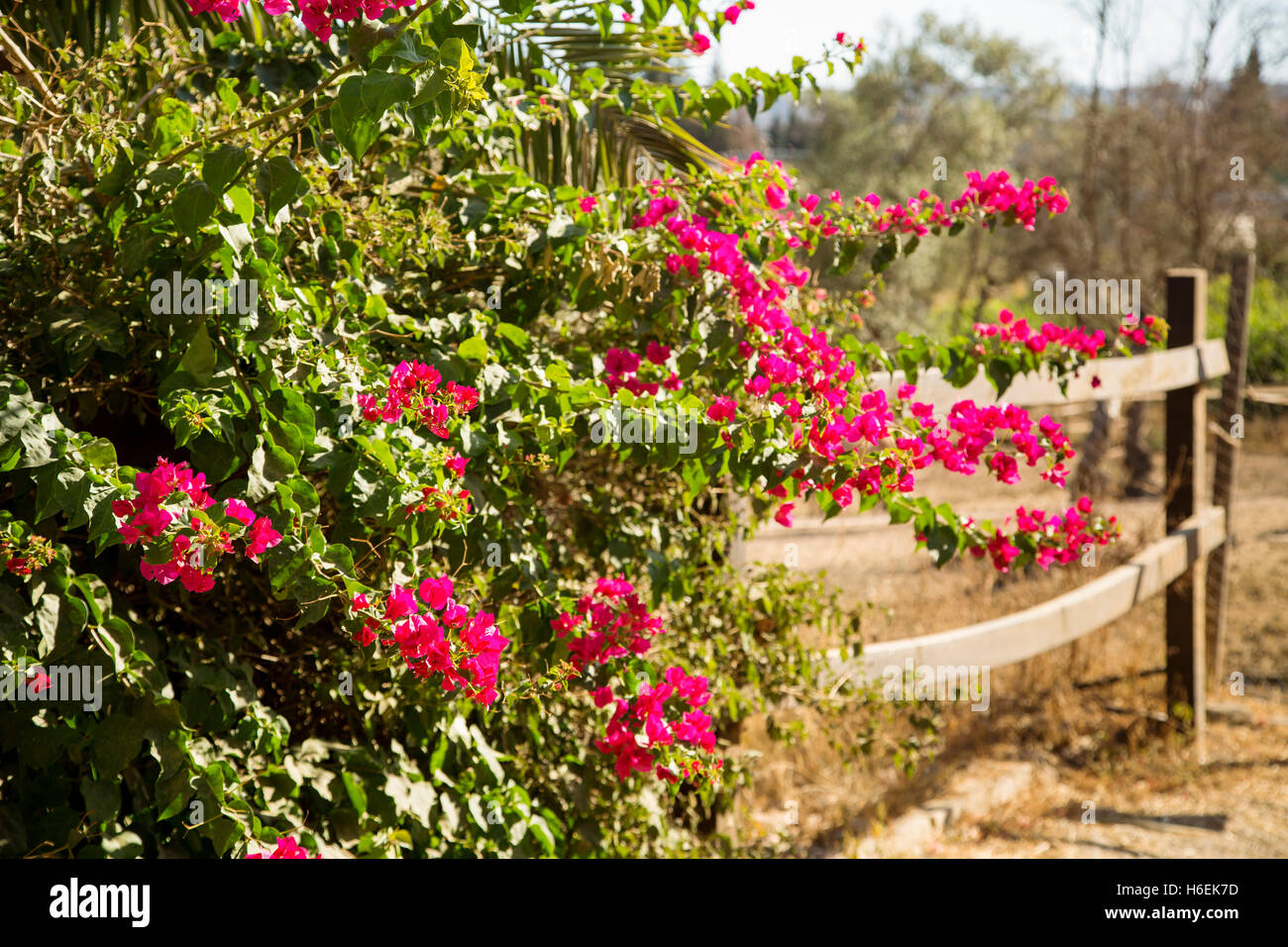 Bougainvillea flower plant. Mijas. Costa del Sol, Malaga province. Andalusia Spain. Europe Stock Photo