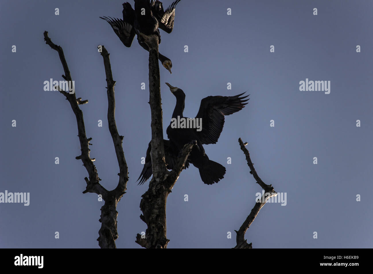 Danube, Serbia - Two great cormorants (Phalacrocorax carbo) spreading their wings high on a tree by the riverbank Stock Photo