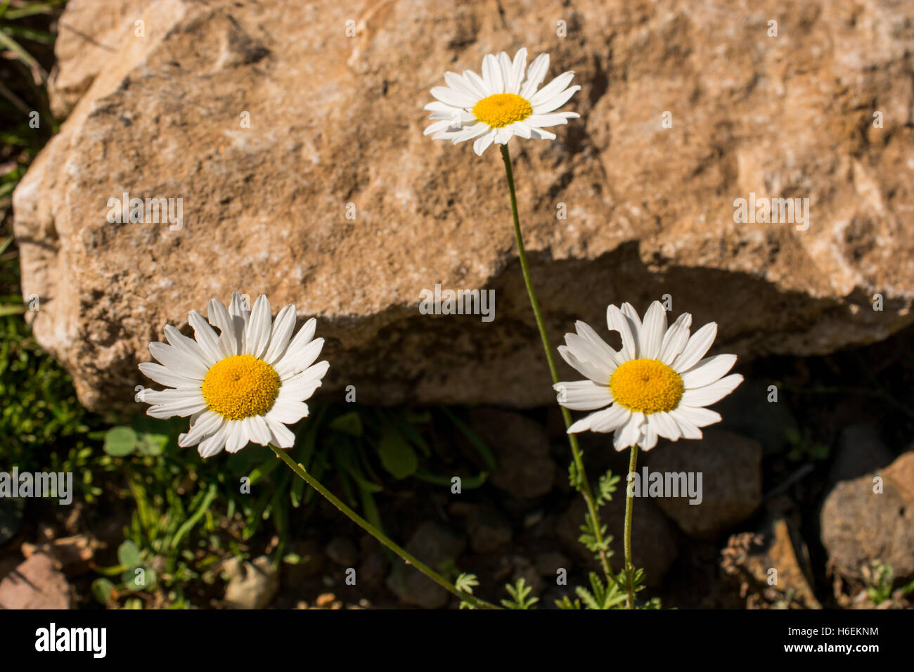 Beautiful daisy flowers in nature background Stock Photo - Alamy