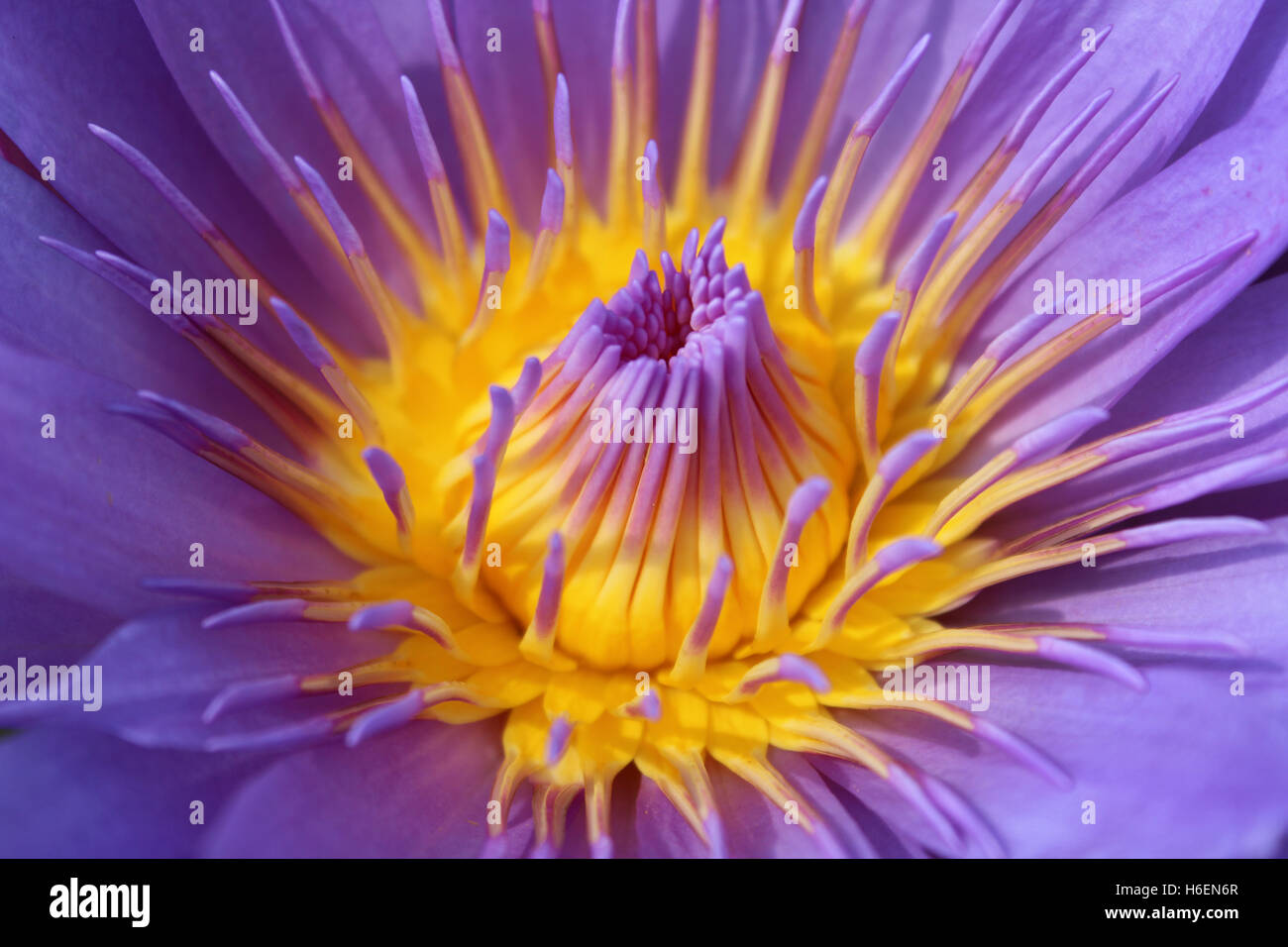 Close up pollen of water lily Stock Photo - Alamy
