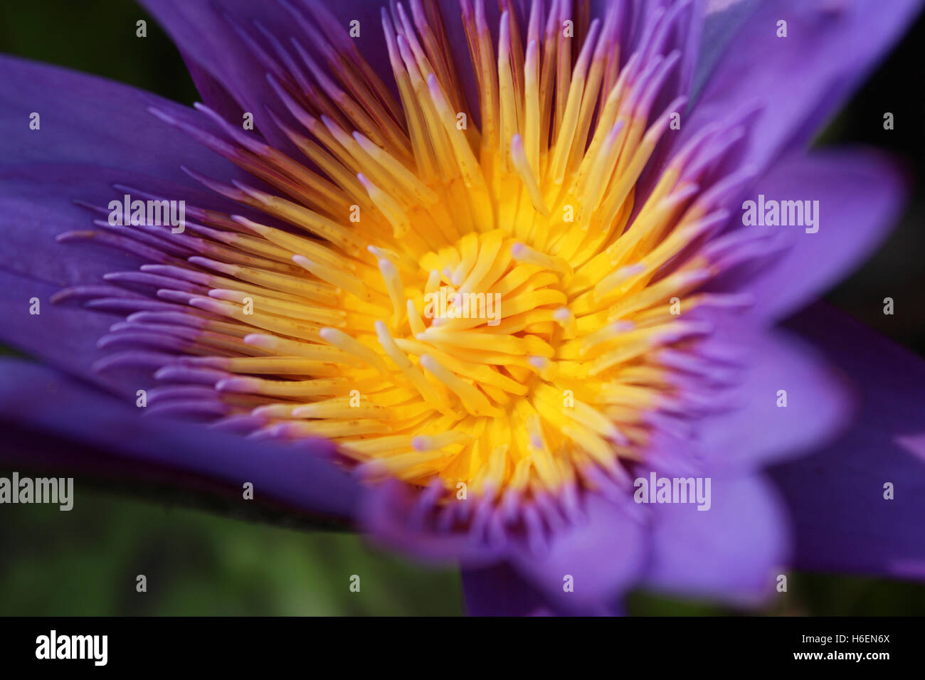 Close up pollen of water lily Stock Photo - Alamy