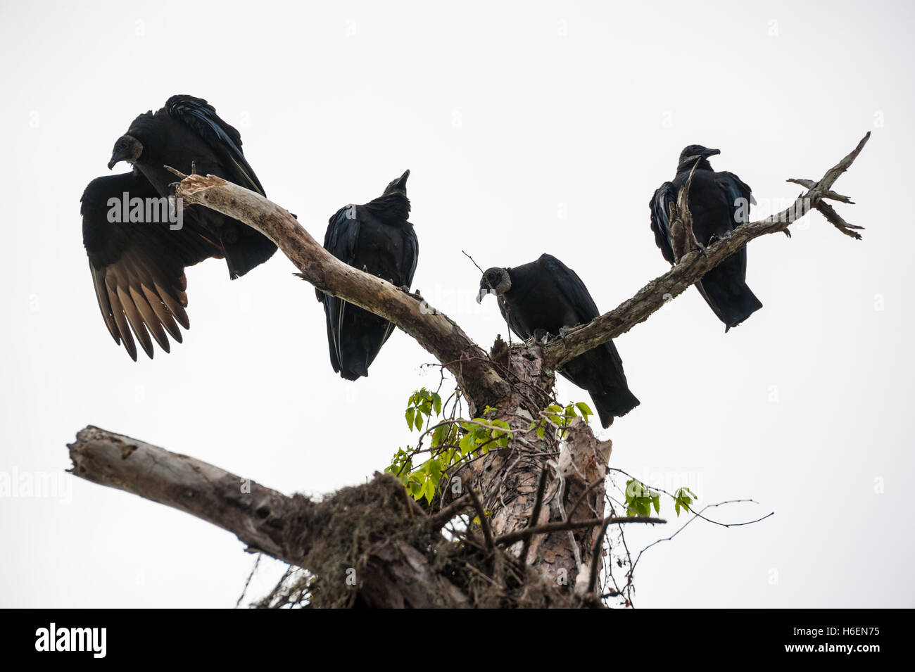 Four ominous black vultures brooding overhead from dead tree limbs. Stock Photo