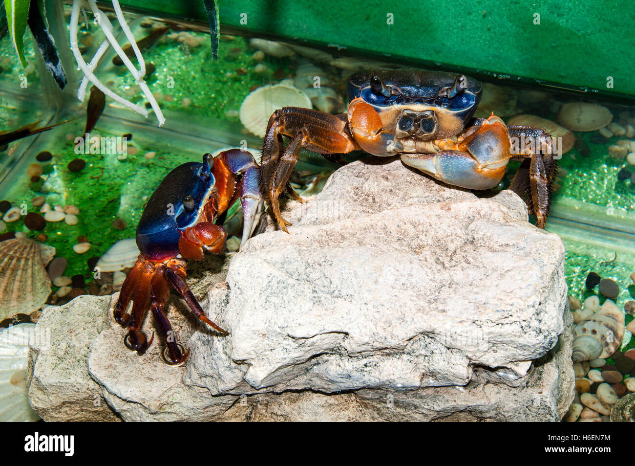 Blaue Krabbe Aquarium