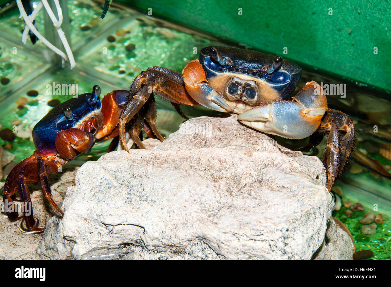 Rainbow crab or Cardisoma armatum in the Aquarium Stock Photo - Alamy
