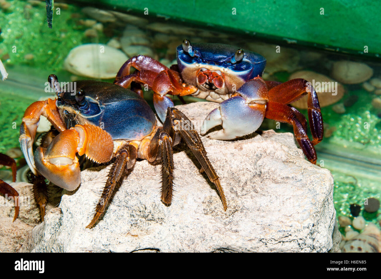 Rainbow crab or Cardisoma armatum in the Aquarium Stock Photo