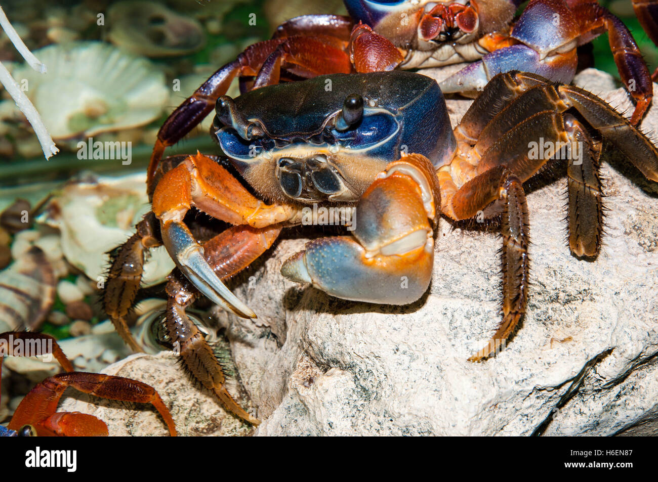 Rainbow crab or Cardisoma armatum in the Aquarium Stock Photo