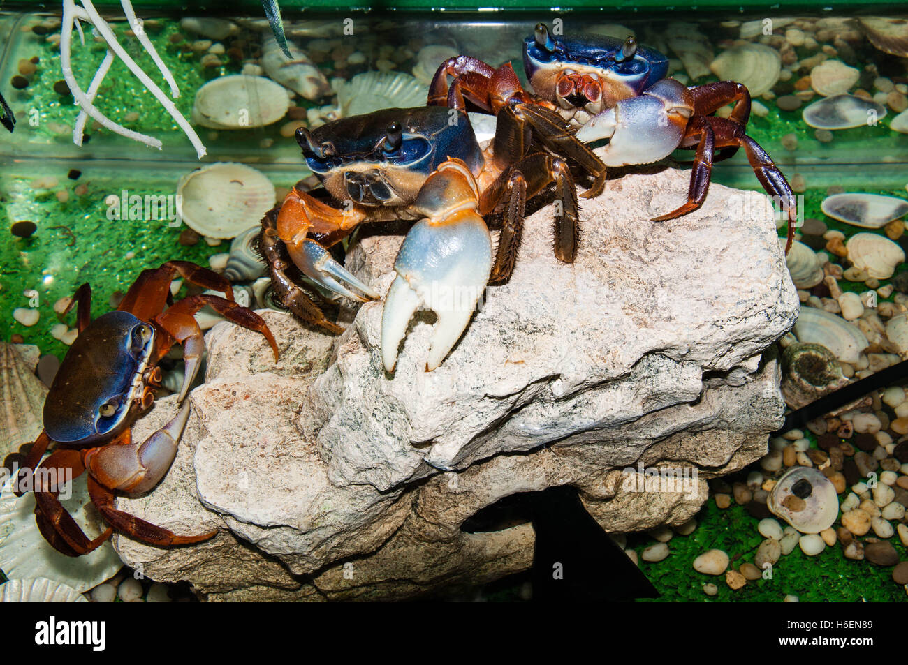 Rainbow crab or Cardisoma armatum in the Aquarium Stock Photo