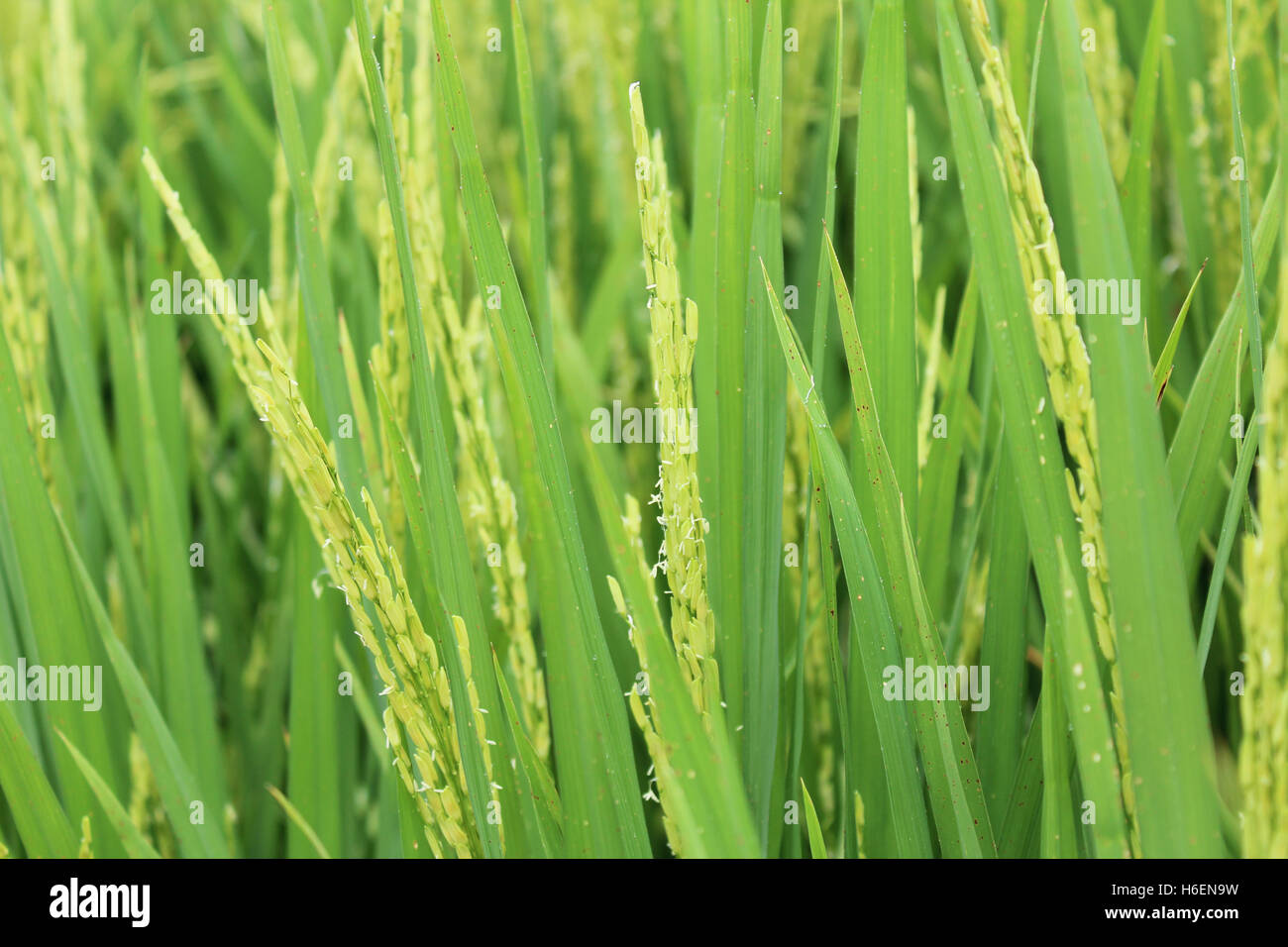 Asian crops with the small wind pollinated flowers is called a "spikelet" at Sekinchan, Malaysia Stock Photo