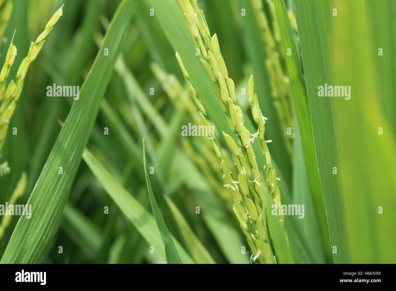 Asian crops with the small wind pollinated flowers is called a 'spikelet' at Sekinchan, Malaysia Stock Photo