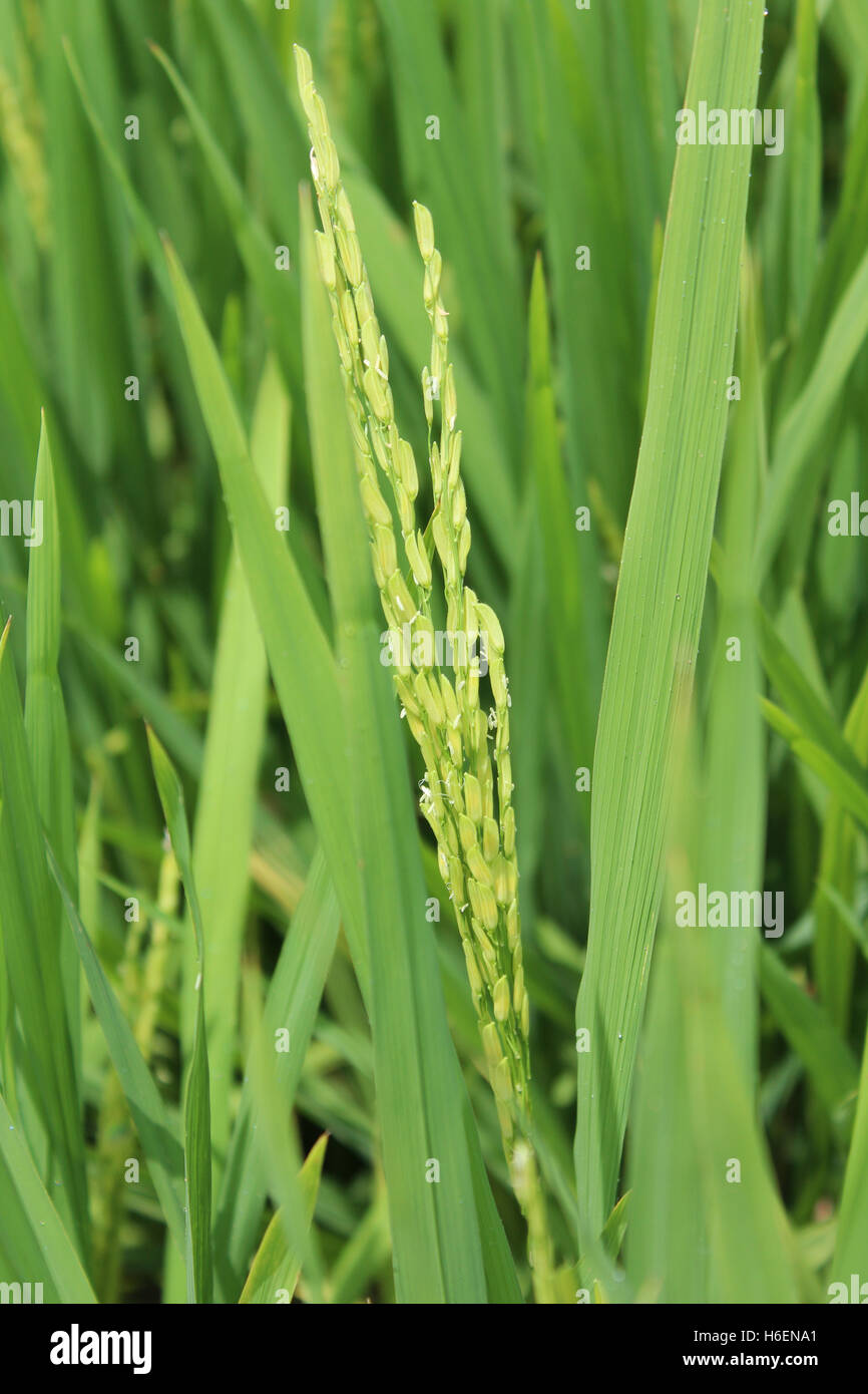 Asian crops with the small wind pollinated flowers is called a 'spikelet' at Sekinchan, Malaysia Stock Photo