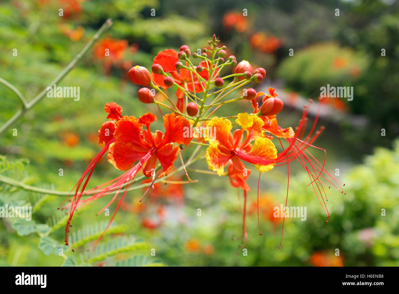Red bird of paradise hires stock photography and images Alamy