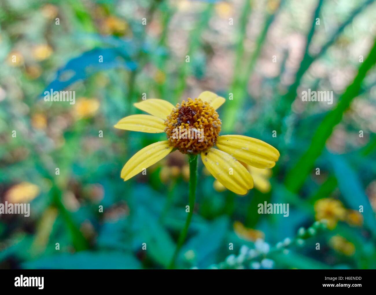 Close up of a small yellow flower in a meadow. Stock Photo