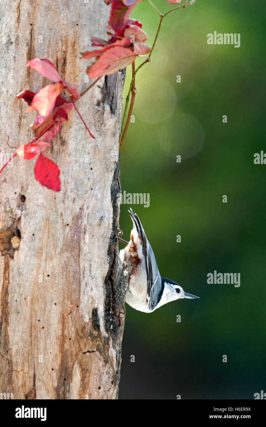 White breasted nuthatch on weathered post with red vine in autumn Stock Photo