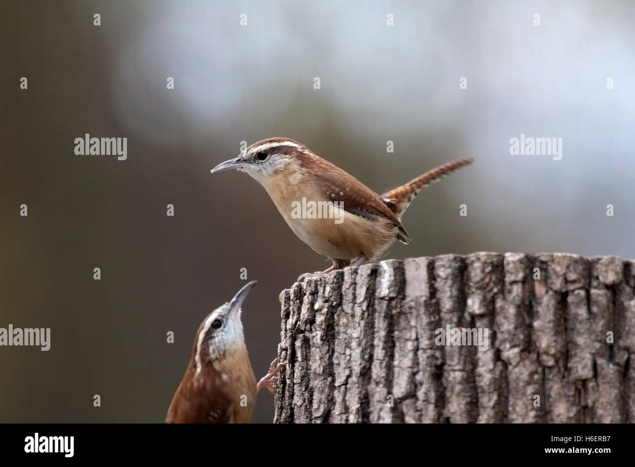 Pair of Carolina wrens perched on fencepost Stock Photo