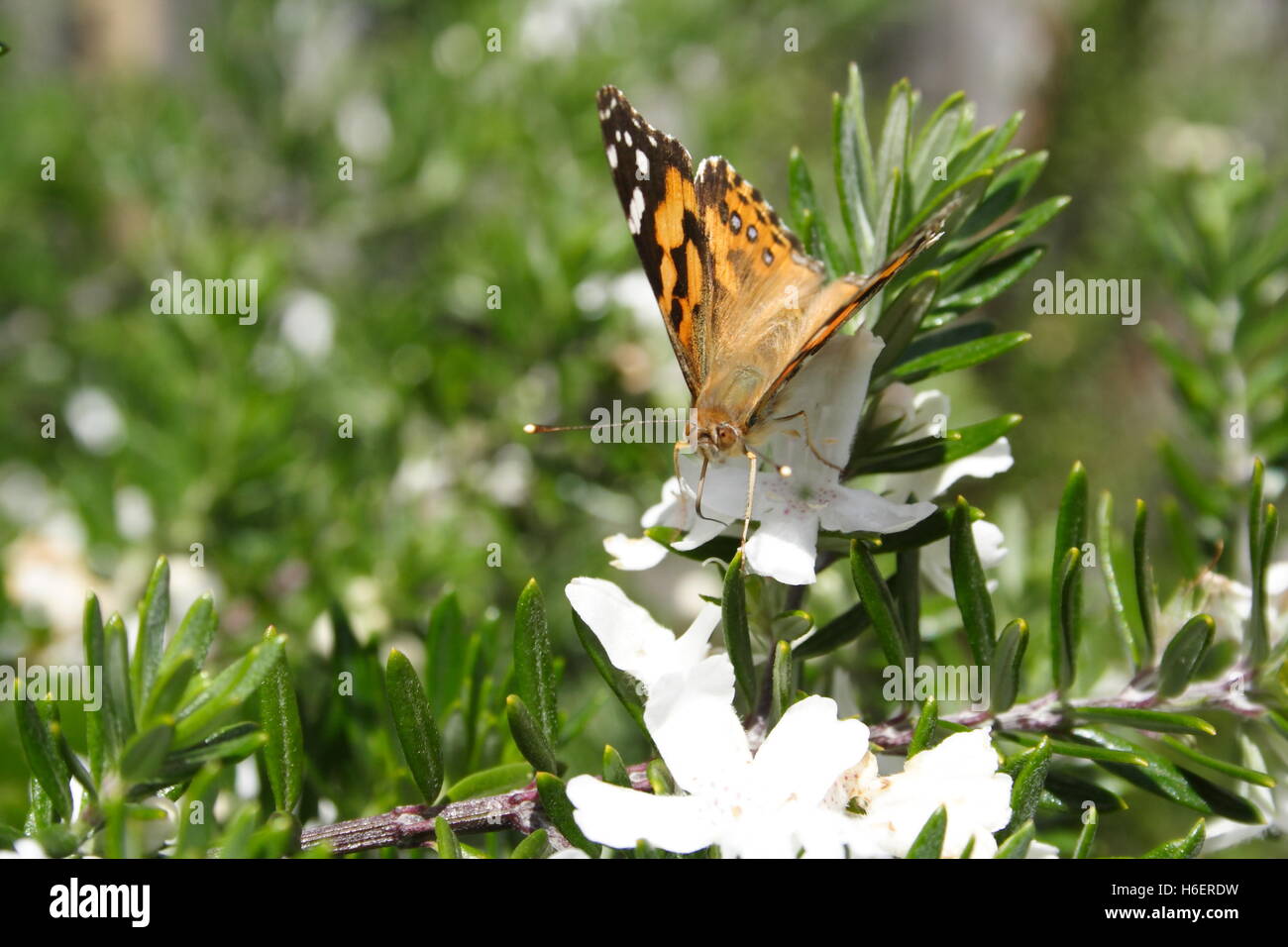 Australian Painted Lady Butterfly Stock Photo