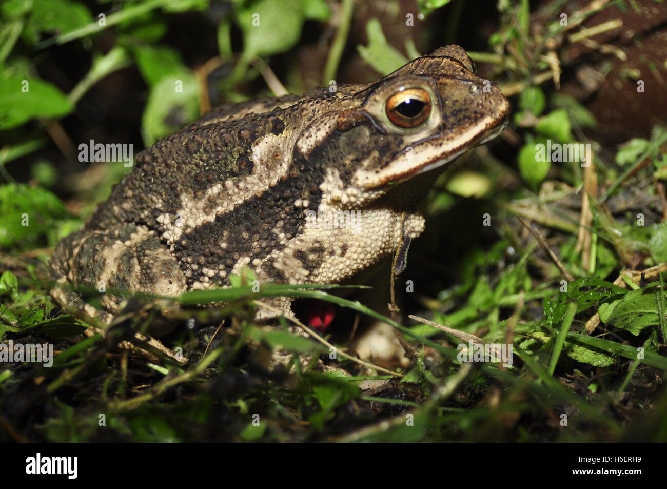 toad-full-body-image-stock-photo-alamy