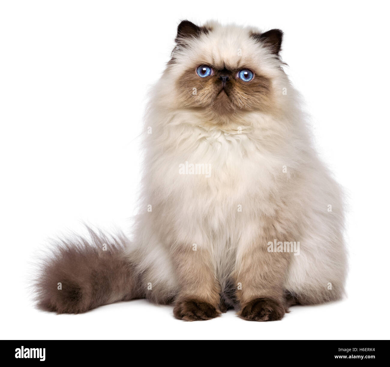Cute 3 month old persian seal colourpoint kitten Stock Photo