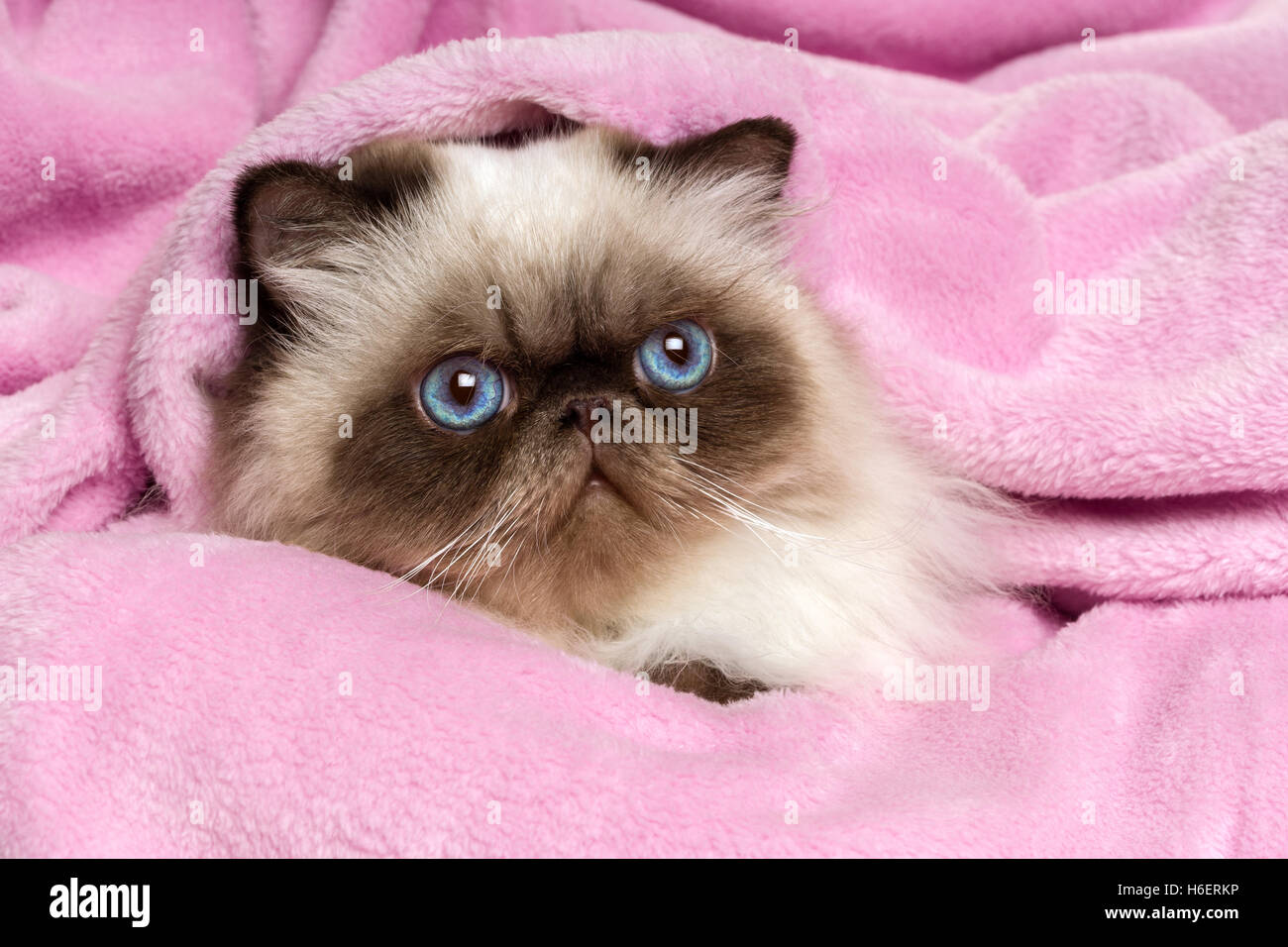 Close up of a young persian seal colourpoint cat on a pink bedspread Stock Photo