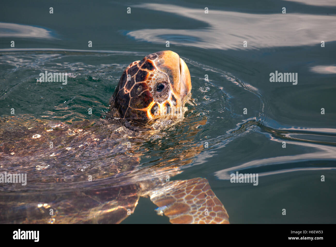 Loggerhead sea turtle Caretta caretta   just surfaced in the harbour at Argostoli on the Greek island of Kef Stock Photo