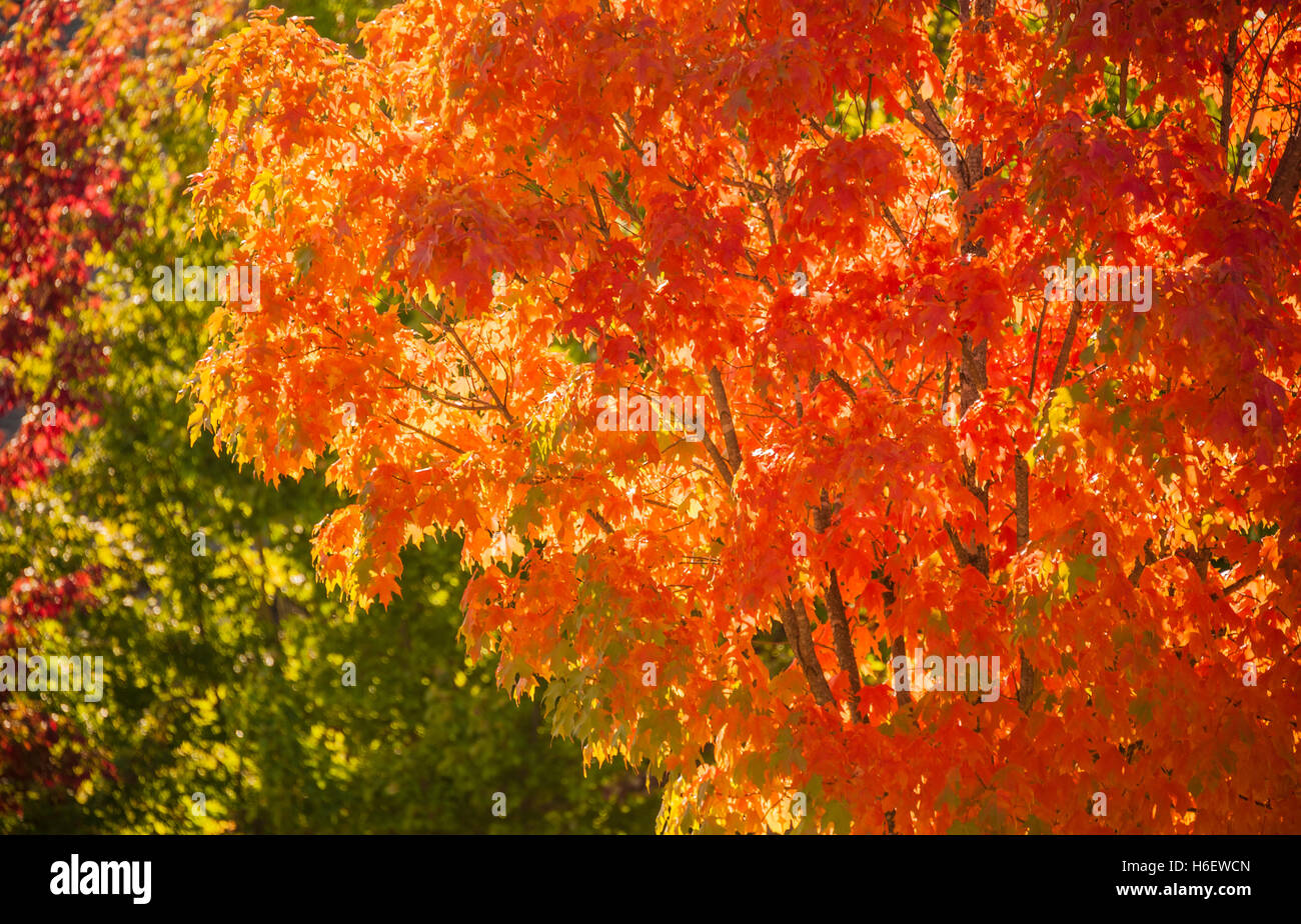 Vibrant fall colors on a beautiful Autumn day near Atlanta, Georgia, USA. Stock Photo